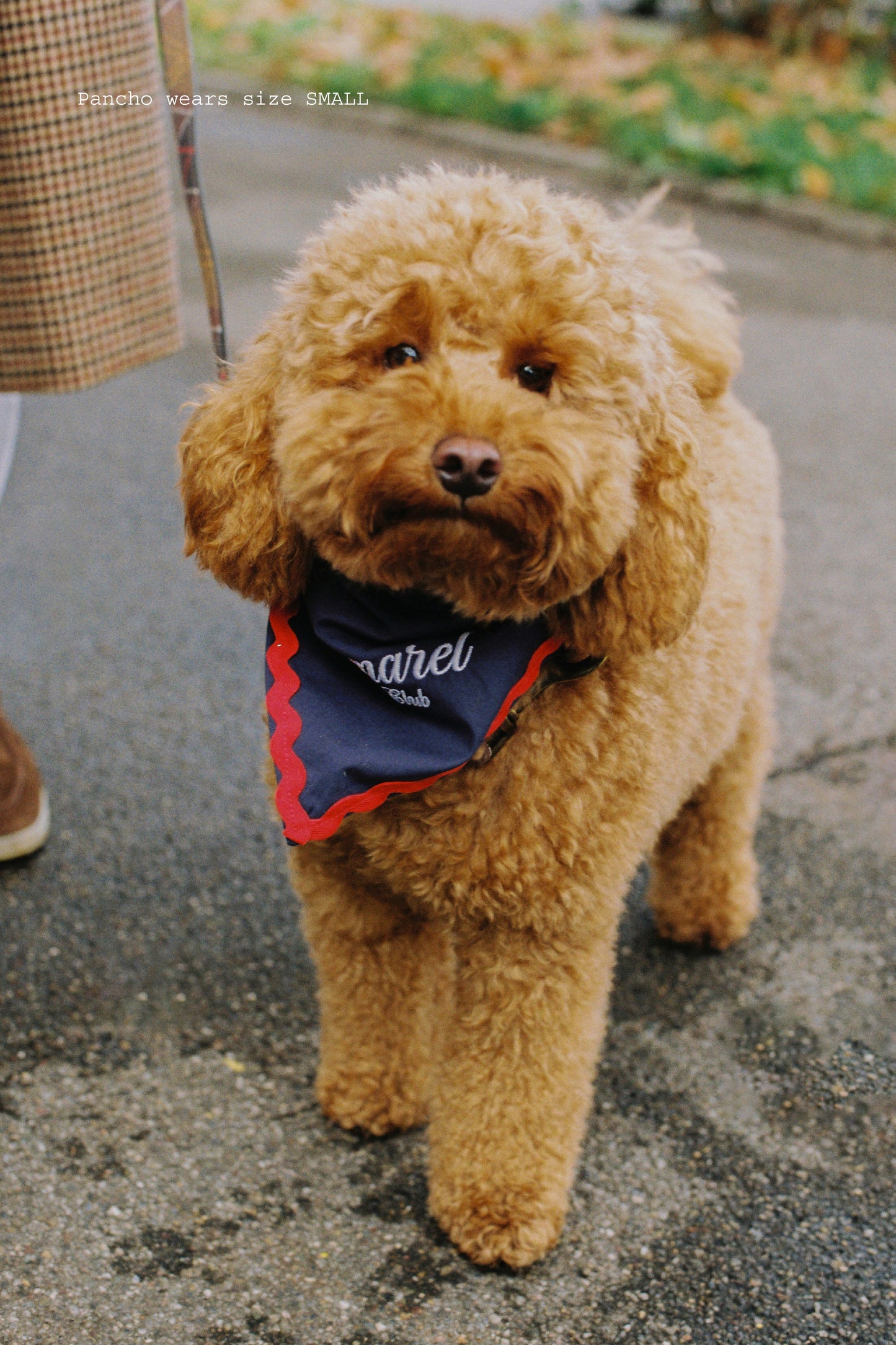 DOG CLUB BANDANA